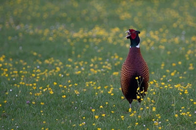 deze fazanthaan liet zich vanmorgen horen mooi tussen de boterbloemen