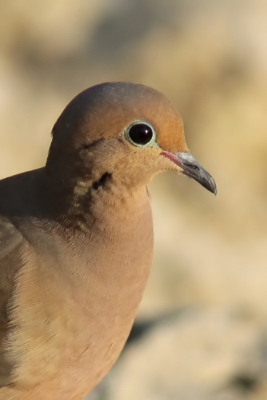 Deze treurduif kleurt lekker bij de achtergrond. Foto genomen in de avondzon.