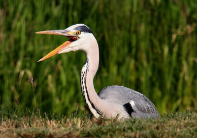 Deze hongerige reiger is er niet in geslaagd wat te vangen zolang ik stond te kijken. Vanuit de auto gemaakt. Crop gemaakt voor compositie, en foto iets donkerder gemaakt.