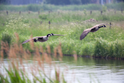 vanmorgen op zoek naar meerkoeten met jong toen deze twee overkwamen vliegen uit de hand genomen