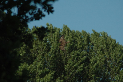 Op birdpix genoeg buizerd, maar zelf voor het eerst een foto geschoten en stuur ik dit vliegende exemplaar.