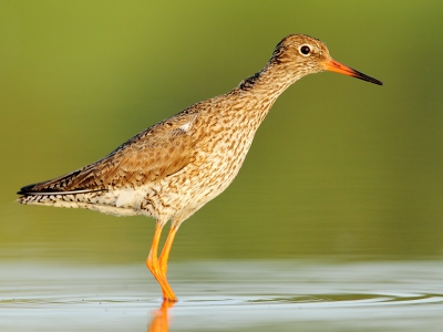 Vanmorgen was het weer prachtig weer! Voor het werk nog even de natuur in (wel wat vroeg). Deze tureluur kwam die groene hoop lans de waterkant eens goed bekijken! Dit bijdehandje kwam bijna de lens inlopen. 
Foto is volledige hoogte