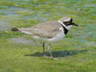 voor en na school nog even langs de blikken geweest, en jahoor mijn eerste kleine plevier!!! heb lang gewacht om hem te mogen zien en, goed te laten fotograferen. en vandaag was mijn dag...