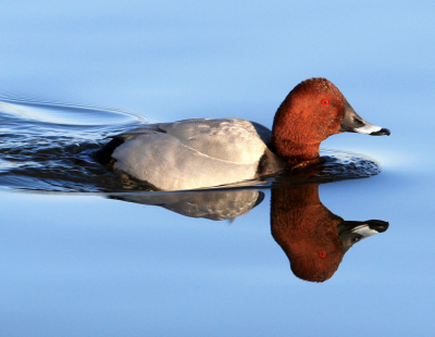 In de Westerplas op Schiermonnikoog kom je veel eendensoorten tegen. Vanuit de vogelkijkhut kun je ze mooi observeren. O.a. zijn er veel tafeleenden te zien, en af en toe komt er eentje langs zwemmen.