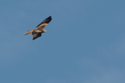 Deze foto gemaakt op een korte trip voor pardellynx naar spanje. Prachtige beesten op te fotograferen!