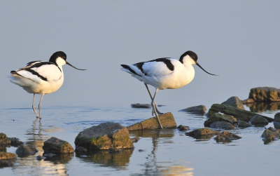 mijn eerste foto op birdpix. Een klutenpaar in de vroege ochtend, als de zon net over de dijk komt. Dit gaf een prachtig warm licht.