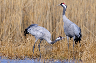 kraanvogels vanuit schuilhut gefotografeerd. Er was aan de rand van het ijs een klein randje water om de dorst te lessen