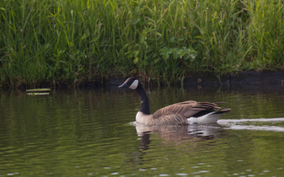 zondag deze canadese gans gefotografeerd vanuit de hand genomen