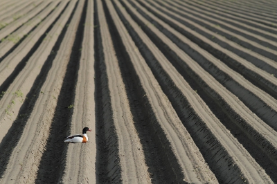 De laatste weken wat aan het experimenteren geweest met de lijnen van de akkers in het Groningse landschap. Vaak prefereer ik een laag standpunt, maar bij dergelijke fotos is een beetje hoogte natuurlijk beter om het grafische effect te bereiken. Op deze foto kwam een aantal ingredinten samen; een rustende vogel en een verhoging in de weg waardoor er zoveel mogelijk lijnen op konden. Gemaakt met een 300 mm.

Kijk ook eens op mijn website: www.birdbeauty.nl