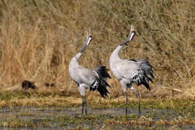 de laatste van mijn kraanvogelfoto's Gefotografeerd vanuit de auto, met rijstzak. Rusig blijven zitten achter een camouflagenetje, ze komen steeds dichterbij