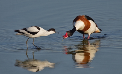 De kluut had jongen en daar moest geen andere vogel bij in de buurt komen.
Alleen liet de bergeend zich niet zo makkelijk weg jagen en kibbelde flink terug tegen de kluut.