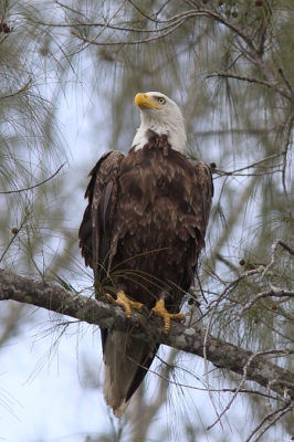 Super is het om in levende lijve vlak onder een echte in het wild levende Bald Eagle door te varen. Na eerder al een Visarend tijdens hetzelfde tochtje gespot te hebben zat, zelfs tot verbazing van de kapitein, rustig en statig deze prachtige vogel in de boom.