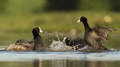 HERRIE OP DE PLAS!

Met de opkomende zon en een serene vlakke waterspiegel, begon de ochtend in alle vredigheid. Maar de rust werd flink verstoord!
Complete veldslagen van diverse meerkoetkoppels werden voor uitgevochten ter verdediging van hun terratorium. Aangekondigd door de mannetjes die vlak op het water gingen liggen met hun kont omhoog, gevolgt door wilde achtervolgingen. 
Deze achtervolging ontaarde in een knokpartij vlak voor het oog van de camera. Ik had het geluk de het licht strak van achter kwam.
Pas thuis zag ik dat het veertje in de bek van de linker koet er goed scherp op staat. 

Ben benieuwd wat jullie ervan vinden.
Groet Leendert.