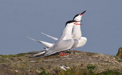 's ochtends vroeg gaan zitten (als de meeste fotografen daar nog sliepen), en wachten op wat er komen gaat.....Baltsende sterns, ze vervelen nooit