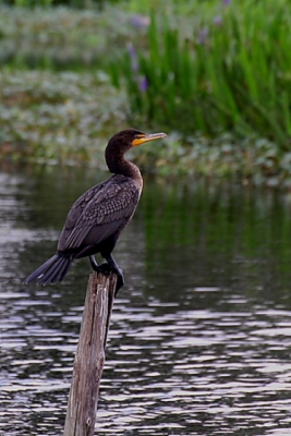 In de gerenomeerde gids Birds of Florida van Frad J.Alsop III staat als wetenschappelijke naam Phalacrocorax auritus en daar hoort de Nederlandse naam Amerikaanse Aalscholver bij. Zoek het maar uit!. Maar dat het een aalscholver is staat buiten kijf. Of niet soms?