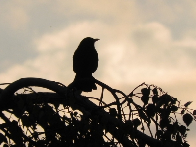 voordat ik 's ochtends naar school ging zat deze in de boom, ik heb nog nooit zo'n soort foto gemaakt dus hopelijk is het een redelijke