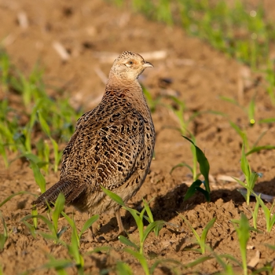 Gisterenmorgen zijn we heel vroeg uit de veren gegaan en zagen we deze vrouwtjesfazant tussen de jonge maisplantjes lopen. Mijn allereerste foto bij Birdpix!