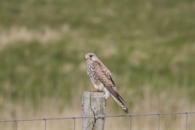 De torenvalk heb ik gefotografeerd op de zeedijk bij Zwarte Haan. Hij had mij niet in de gaten omdat ik de dijk opklom en hij zat aan de andere kant.