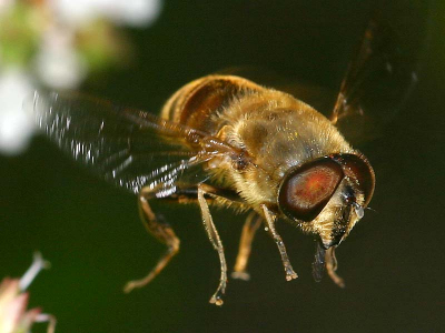 Deze Blinde Bij heb ik bij toeval kunnen schieten met mijn 100mm macro plus ringflitser.