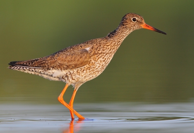 WEEKEND!

Ik kon vorige week maar slecht afscheid nemen van het weekend en ben maandag voor het werk nog even onder een camouflagenetje gaan liggen. Met deze tureluur in het ochtendzonnetje als resultaat. 

Groet Leendert