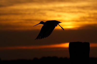 Mijn eerste foto op dit forum. Ik heb al een langere tijd meegekeken maar nu toch maar eens besloten ook mijn foto's te tonen.

laatst heb ik een avond besteed aan grutto's tijdens zonsondergang. Heel lang bij deze grutto gewacht tot de zon goed stond. toen dat eindelijk het geval was vond hij het wel best...