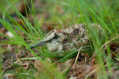Vanmorgen rond een uur of 5 liep ik rond wat vennetjes om wat libellen te fotograferen. Ik had mijn macrolens erop geschroefd (100mm) en was dus niet uit op vogels deze keer. Ineens schoot er een vogel voor me weg en dit jong bleef tussen het gras zitten. Ik nam 2 foto's waarna het jong al flapperend wegrende het moeras in. 
Daarna riep het zijn moeder met een hoog fluitend geluid. Moeder en jong heb ik niet weer gezien. Heb er ook niet verder naar gezocht, ik wilde ze niet verder verstoren.
Ik heb vaker een houtsnip gezien maar nog nooit een jong ervan! Een prachtige ervaring!
Jammergenoeg kon ik geen betere foto maken omdat ik maar enkele seconden had. Hopelijk is hij goed genoeg voor deze site.