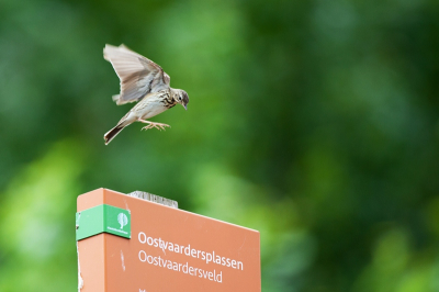 Bij deze foto gebruik gemaakt van het redelijk voorspelbare vliegpatroon van deze graspieper. Scherp stellen op het (vermoedelijke) landingspunt, wachten en op het moment dat de pieper de landing inzet, de ontspanknop ingedrukt. Ondanks dat de Canon 5DMII geen rits beelden per seconde maakt, was 1 beeld voldoende om de pieper toch in beeld te kunnen vangen.