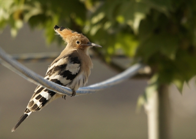 Ook in onze tuin komen de jonge vogels met de ouders mee om eten te zoeken en te drinken. We waren heel vereerd dat ook de hop zijn kroost meenam. Dit jonkie schrok ergens van en ging beduusd op het touw zitten wat gespannen is om de jonge  bomen te helpen overeind te blijven met harde wind. Hij heeft 10 minuten zitten rusten en ging daarna weer met de familie mee.