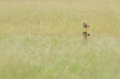 Door het winderige weer was er niet veel te beleven tussen de weilanden, gelukkig waren er wel wat tureluurs op hun paaltjes. Ik heb al genoeg portretjes daarom heb ik deze gemaakt, een vogeltje in het landschap met om hem heen het door windvlagen wuivende gras.