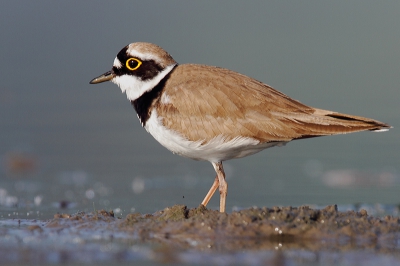 Deze kleine plevier kwam erg dichtbij. 
Hoewel ik een haat-liefde verhouding heb met met camou-netje, deed ie hier wel goed z'n werk. Ik raak altijd verstrikt in dat ding...