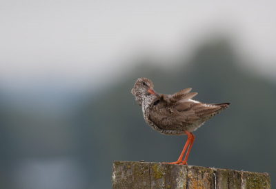 Deze tureluur was vanmorgen zijn verenpak aan het poetsen