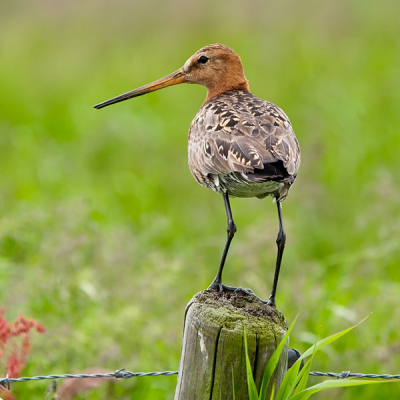 Gisteren tijdens een ritje door de polder kwamen we deze Grutto tegen, deze bleef rustig zitten en gaf me de kans om hem te fotograferen.