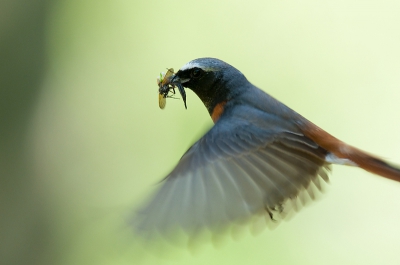 Op een plek waar een picnicktafel stond en waar we ons broodje opaten zat een GK. De vogel ving al biddend veel insecten. Voor mij aanleiding het hele "spul" op te zetten. Ik heb geprobeerd dit vast te leggen, de staart miste een paar millimeter, daarom nog wat korter gemaakt.