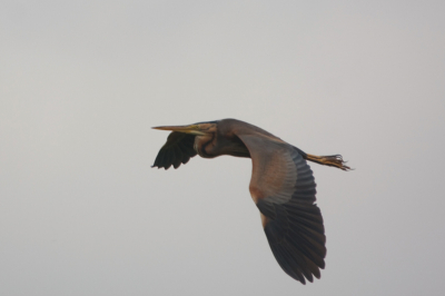 Moeilijk zo'n vliegende donkere vogel tegen een lichte achtergrond te maken. Vind bij deze de purperen kleur toch wel goed naar voren komen