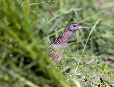 I couldn't believe my ears, when high in the mountain (abut 1100-1200 m. above sea level) I heard the typical song of this birds. I got off from the car and almost lain doun on the meadow waiting and hoping to see it. Stroke of luck came after while and I was very happy.