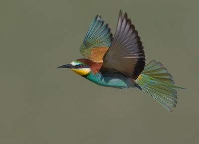 Na het fotograferen van zittende Bijeneters  het ook maar geprobeerd om ze vliegend te fotograferen.
Zijn best rap moet ik zeggen en de autofocus wordt dus ook echt op de proef gesteld met vaak wisselend resultaat.
Heb voor deze gekozen vanwege de mooie vlieghouding.