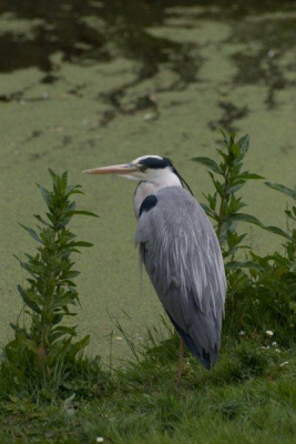 Mijn eerste foto voor Birdpix. Genomen ik raw en niet bewerkt. Deze Reiger bleef heerlijk rustig staan zodat ik wat instellingen op mijn camera kon uit proberen. Het is niet makkelijk.