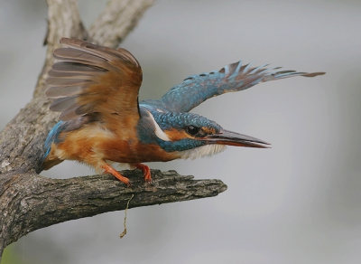 Alcedo atthis / IJsvogel / Common Kingfisher