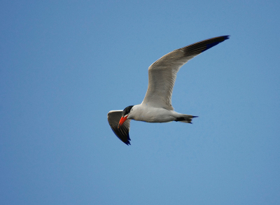 Toch nog maar even naar de raad van Hans en Rein geluisterd. En eerlijk is eerlijk, hij knapt er wel van op. Vogel iets minder geel gemaakt, en met layers de achtergrond blauwer gekregen. Wist geen andere methode dan die. Ik vind het in ieder geval een verbetering in de foto... helaas weerspiegelt het de werkelijkheid niet heel erg, aangezien een regenbui dreeg los te barsten in plaats van een strak blauwe lucht...