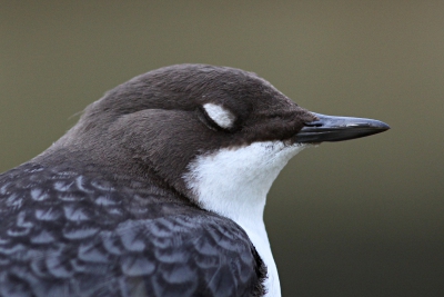 Eentje uit de 'oude' doos. De Waterspreeuw van de AWD kwam rustig op een paar meter zitten, zodat ik wat portretten kon maken. Deze vind ik erg leuk, omdat het witte ooglid, waar Waterspreeuwen veelvuldig mee knipperen, mooi te zien is. Ik dacht overigens altijd dat dit een soort vlies is dat onder water over de ogen gaat, maar blijkens deze foto is het dus gewoon bevederd.