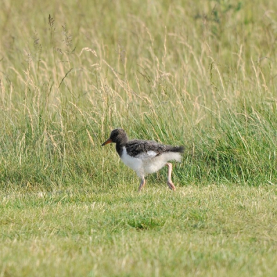 Dit Scholekster jong dartelde vrolijk op de Golfbaan rond. Onder toezicht van pa danwel ma.