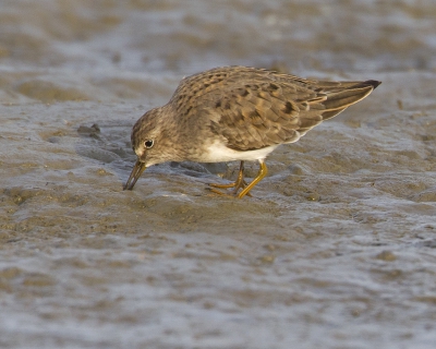 Het was een verrassing om de Temmincks Strandloper tegen te komen. 
Deze was aan het scharrelen naar een maaltje.
Vrijdag de dertiende is voor mij zo geen ongeluksdag geworden.