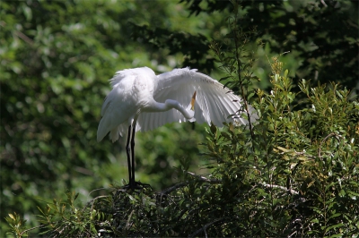 De lichtval, de kleuren en de houding van deze reiger spraken mij aan in deze foto.