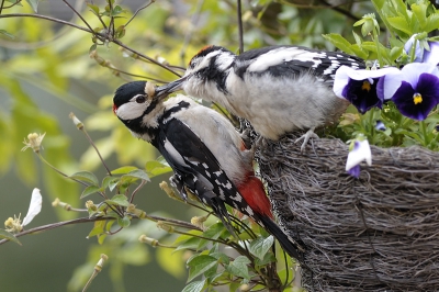 Nee,nee, dat is geen nest van grote bonte specht. Dat is mijn bloemenbak .
Papa  brengt vandaag zijn jongen in de tuin!!