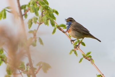 Een Blauwborst in een iets andere setting dan riet of helemaal vrij gemaakt. Het frisgroene van de jonge blaadjes contrasteert mooi met de Blauwborst.

Vanuit de auto, vanaf een rijstzak,  in de berm op de Bandijk om 08.30 's ochtends.