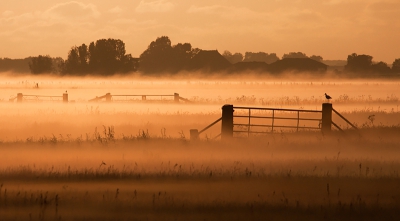 De dag begon super met een prachtig opkomende zon en twee grutto's op de paaltjes. Ik wilde al een tijdje iets doen met grutto's in het landschap, maar dat wilde niet echt lukken. Ben hier wel blij mee.