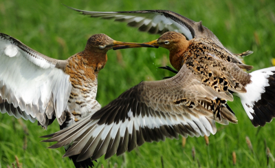 Gruttos tonen territoriumbescherming en gaan in gevecht met elkaar. Concentratie zodanig dat beide vogels de camera invliegen.