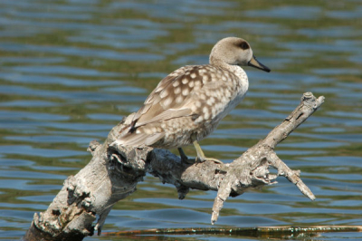gefotografeerd aan het einde van de dag bij een klein vogelplasje in een natuurgebied.
