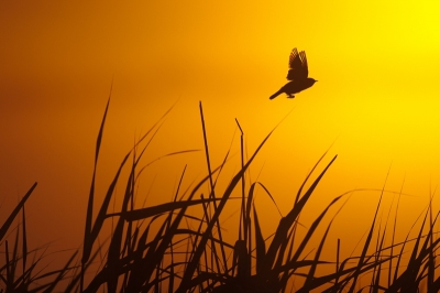 Een fraaie zonsopkomst vanmorgen in de Arkemheen polder met een rietzanger op de voorgrond. Regelmatig vloog het vogeltje naar een andere rietstengel, slechts een keer lukte het me om hem vliegend vast te leggen.