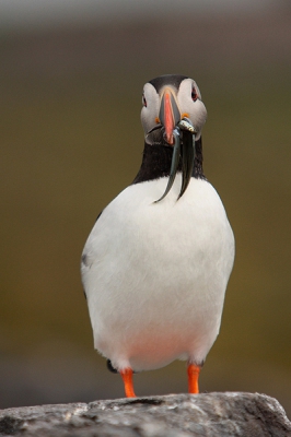 Na een lange afwezigheid op birdpix weer eens een foto geupload. Vorige week een week in Engeland doorgebracht. Heb een fantastische week gehad en heb mooie platen kunnen schieten. Deze papegaaiduiker wilde er even goed voor gaan zitten met een klein aantal visjes in zn bek.